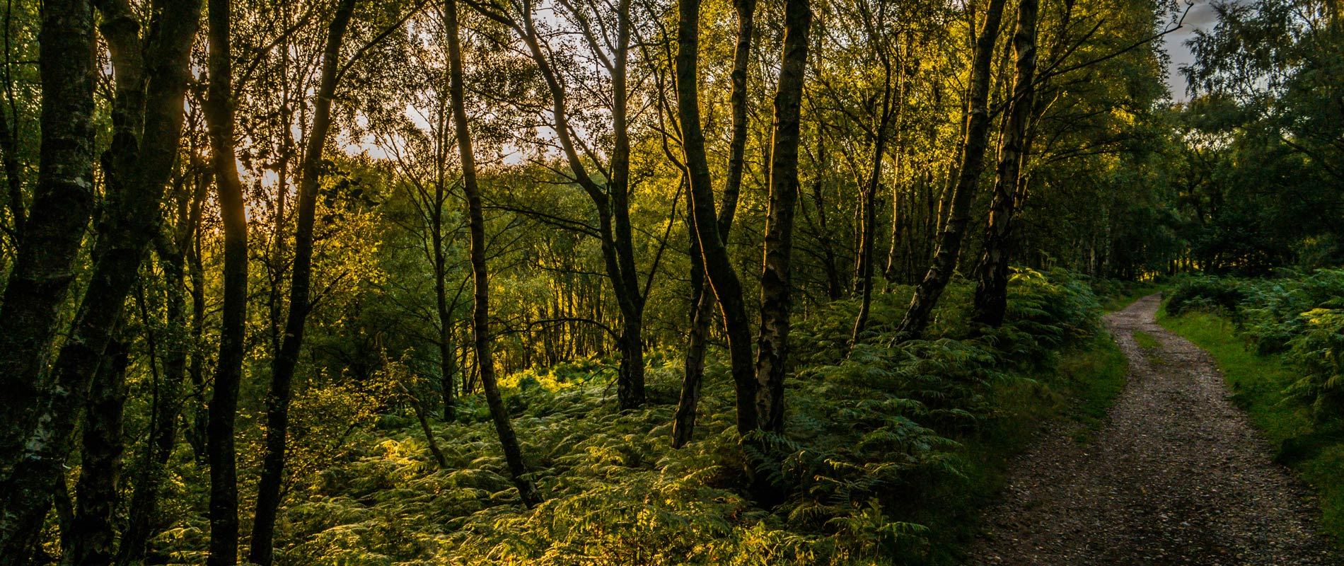 dark forest landscape with winding path of cannock chase of 