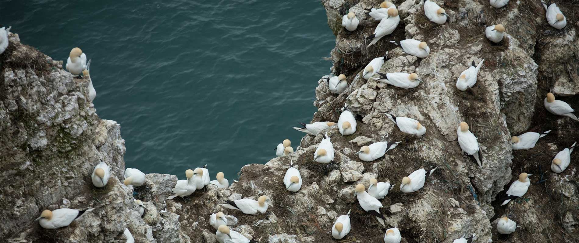 a group of gannets nesting on the Bempton Cliffs with the sea in the background