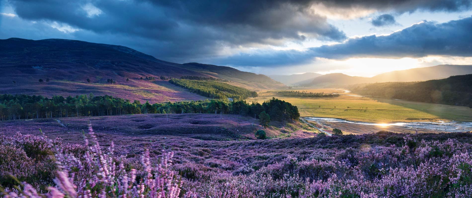 Heather carpets the Cairngorms National Park, the sunset illuminating the grassy fields