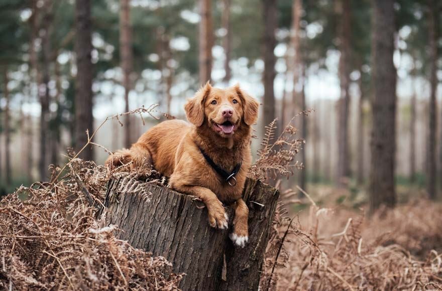 brown dog sitting on a tree log in autumnal woods 