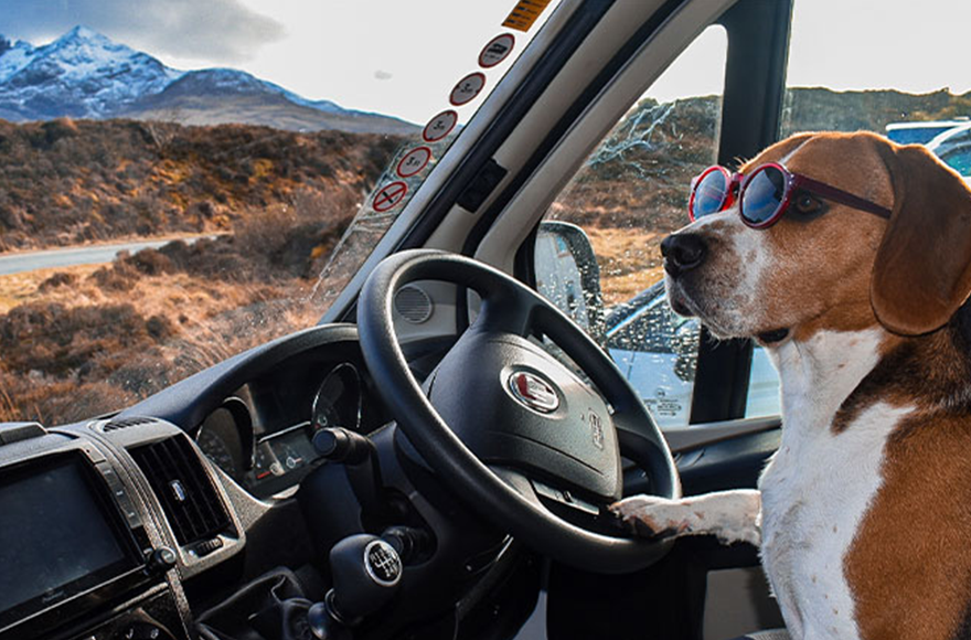 dog behind the wheel driving a motorhome 