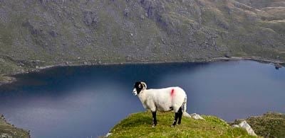 a ram stands on a grassy verge in front of Coniston Park water 