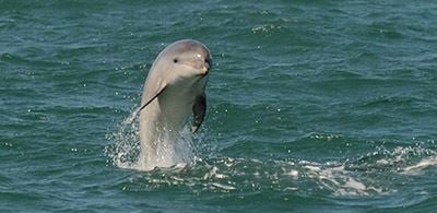 dolphin jumping out of a sea