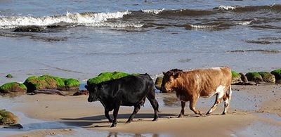 two cows walking on Brora Beach