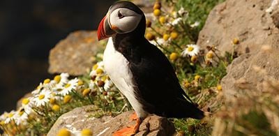 Puffin sitting on a rock in the sunshine