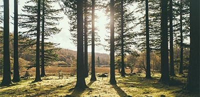 Sun shining through tall trees in the forest 