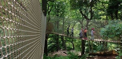 Take a canopy walk through RSPB Coombes Valley 