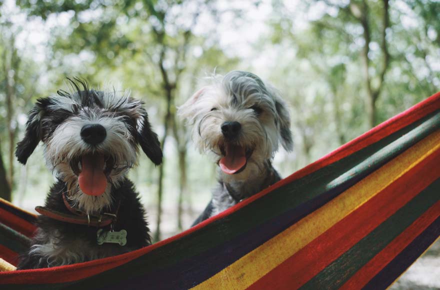Two dogs sitting in a hammock in the woods