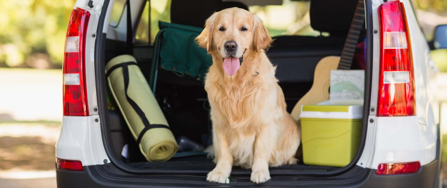 Golden retriever in an open boot, sitting next to picnic box and camping mat