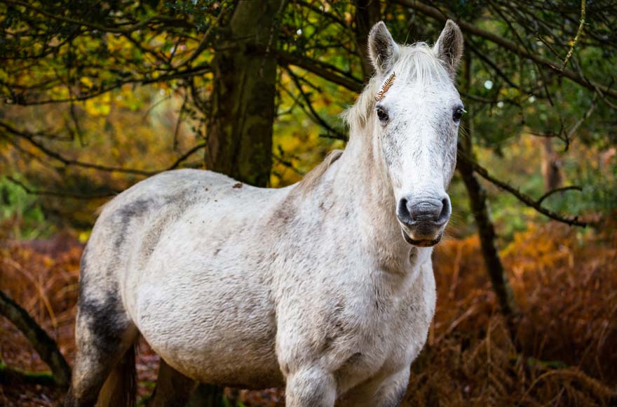 White horse in the New Forest